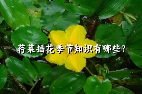 荇菜插花季节知识有哪些？