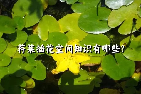 荇菜插花空间知识有哪些？