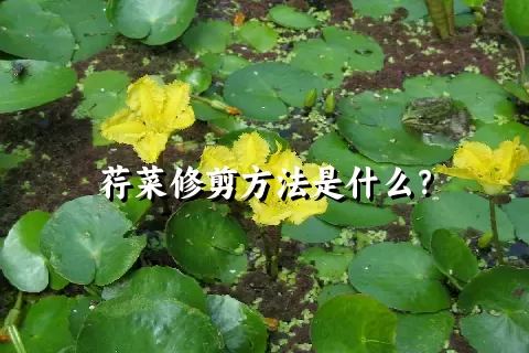 荇菜修剪方法是什么？