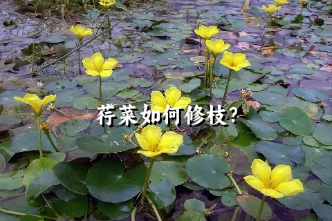 荇菜如何修枝？