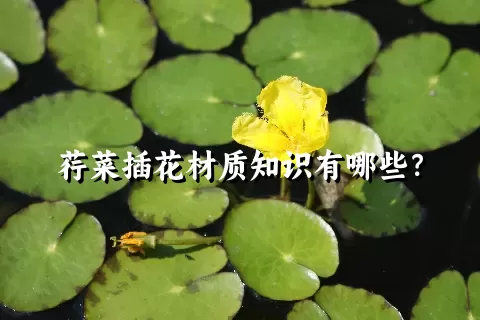 荇菜插花材质知识有哪些？