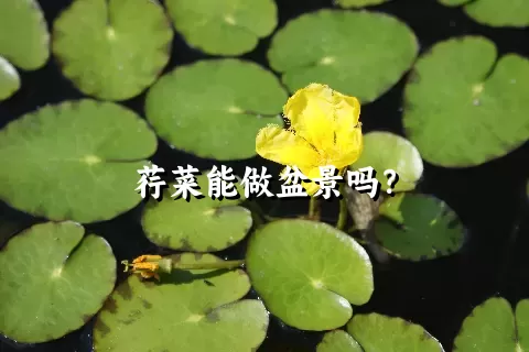 荇菜能做盆景吗？