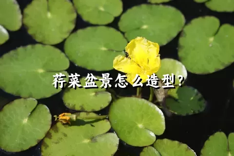 荇菜盆景怎么造型？