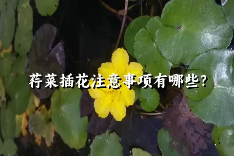 荇菜插花注意事项有哪些？