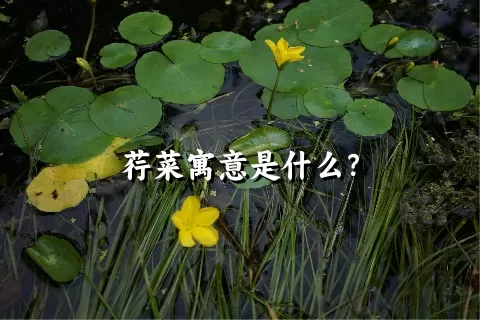 荇菜寓意是什么？