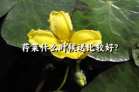 荇菜什么时候送比较好？