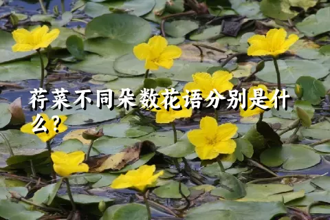 荇菜不同朵数花语分别是什么？