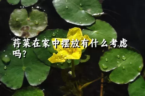 荇菜在家中摆放有什么考虑吗？