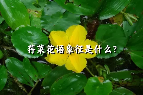 荇菜花语象征是什么？