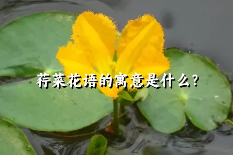 荇菜花语的寓意是什么？