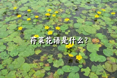 荇菜花语是什么？