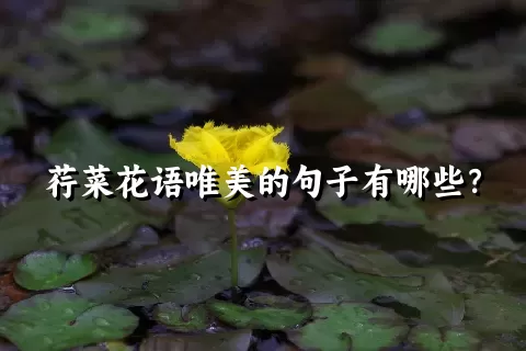 荇菜花语唯美的句子有哪些？