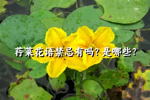 荇菜花语禁忌有吗？是哪些？