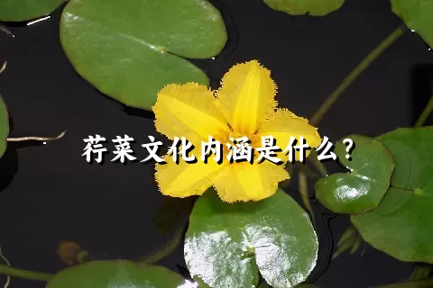 荇菜文化内涵是什么？