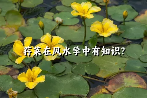 荇菜在风水学中有知识？