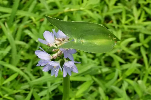 雨久花