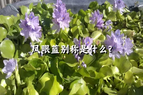 凤眼蓝别称是什么？