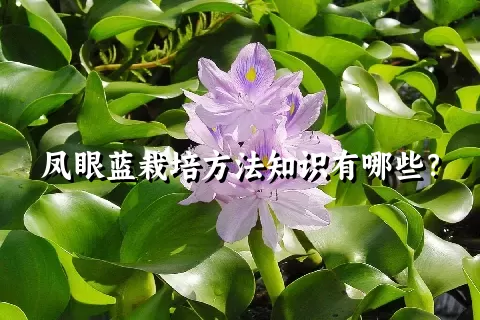 凤眼蓝栽培方法知识有哪些？