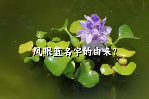 凤眼蓝名字的由来？