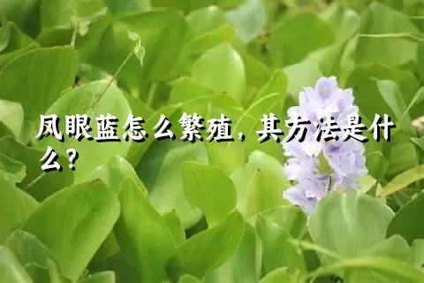 凤眼蓝怎么繁殖，其方法是什么？