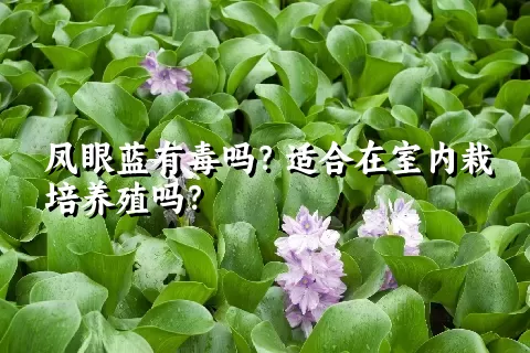 凤眼蓝有毒吗？适合在室内栽培养殖吗？