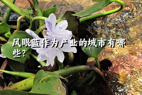 凤眼蓝作为产业的城市有哪些？