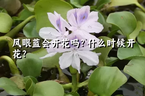 凤眼蓝会开花吗？什么时候开花？