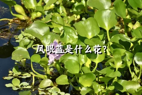 凤眼蓝是什么花？