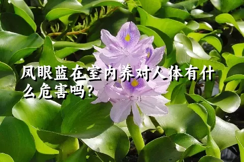 凤眼蓝在室内养对人体有什么危害吗？