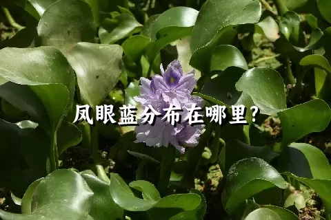 凤眼蓝分布在哪里?