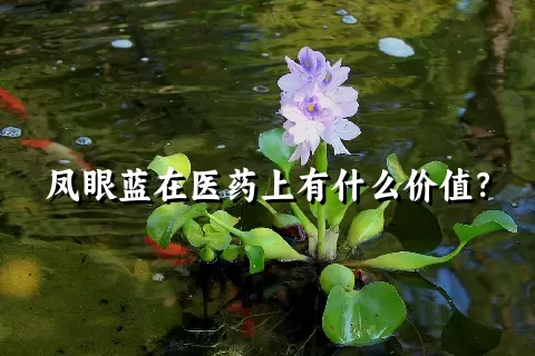 凤眼蓝在医药上有什么价值？