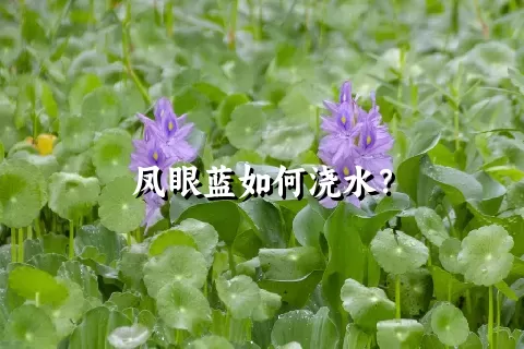 凤眼蓝如何浇水？