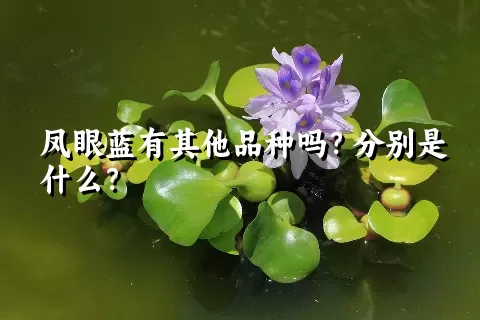 凤眼蓝有其他品种吗？分别是什么？