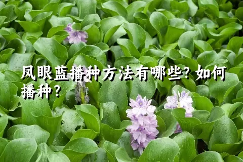 凤眼蓝播种方法有哪些？如何播种？