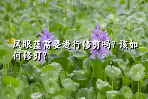 凤眼蓝需要进行修剪吗？该如何修剪？