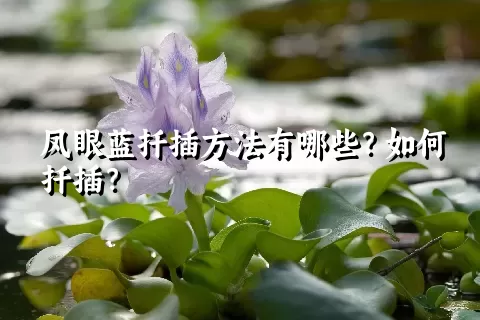 凤眼蓝扦插方法有哪些？如何扦插？