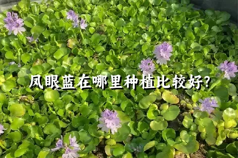 凤眼蓝在哪里种植比较好？