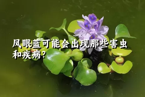 凤眼蓝可能会出现那些害虫和疾病？