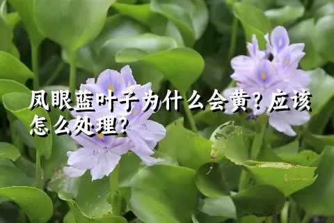 凤眼蓝叶子为什么会黄？应该怎么处理？