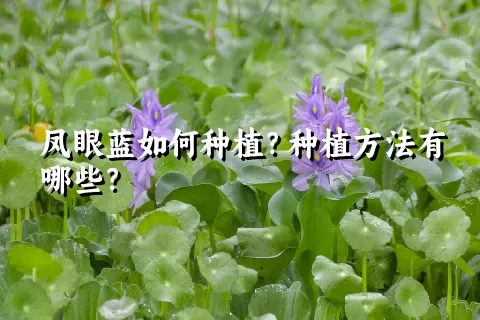 凤眼蓝如何种植？种植方法有哪些？