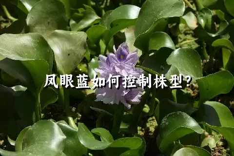 凤眼蓝如何控制株型？