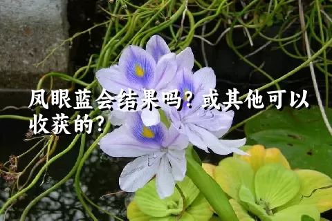 凤眼蓝会结果吗？或其他可以收获的？