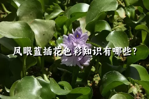 凤眼蓝插花色彩知识有哪些？