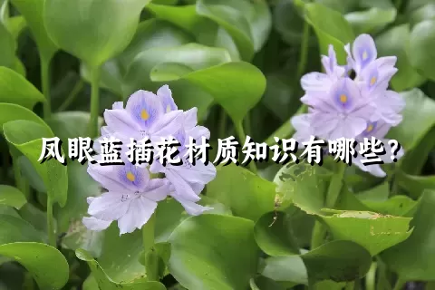 凤眼蓝插花材质知识有哪些？