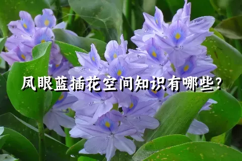 凤眼蓝插花空间知识有哪些？