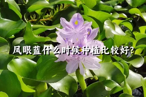 凤眼蓝什么时候种植比较好？