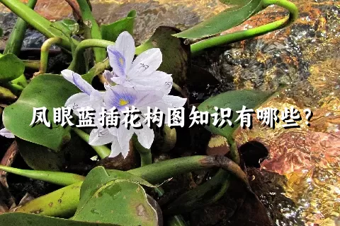 凤眼蓝插花构图知识有哪些？