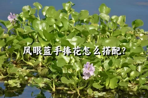 凤眼蓝手捧花怎么搭配？