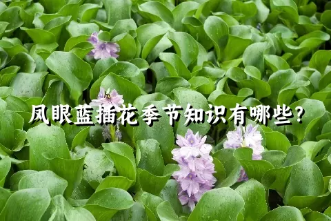 凤眼蓝插花季节知识有哪些？