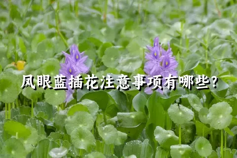 凤眼蓝插花注意事项有哪些？